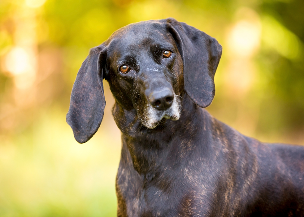 #29. Plott hound